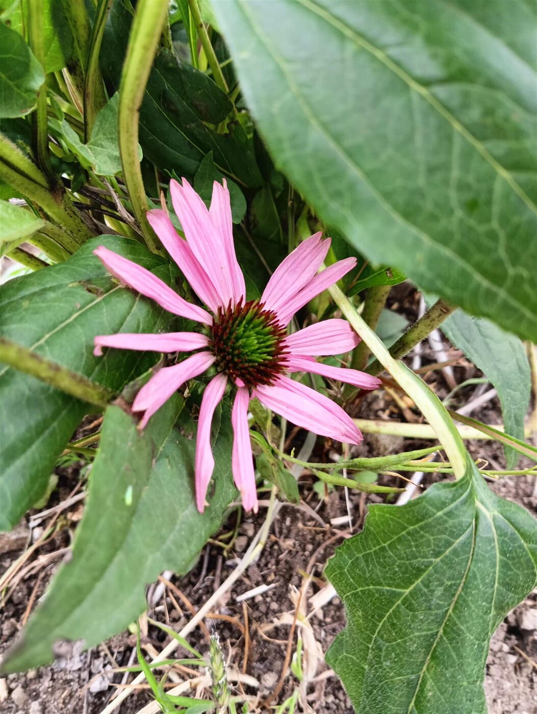 “Sözleşmeli Tıbbi ve Aromatik