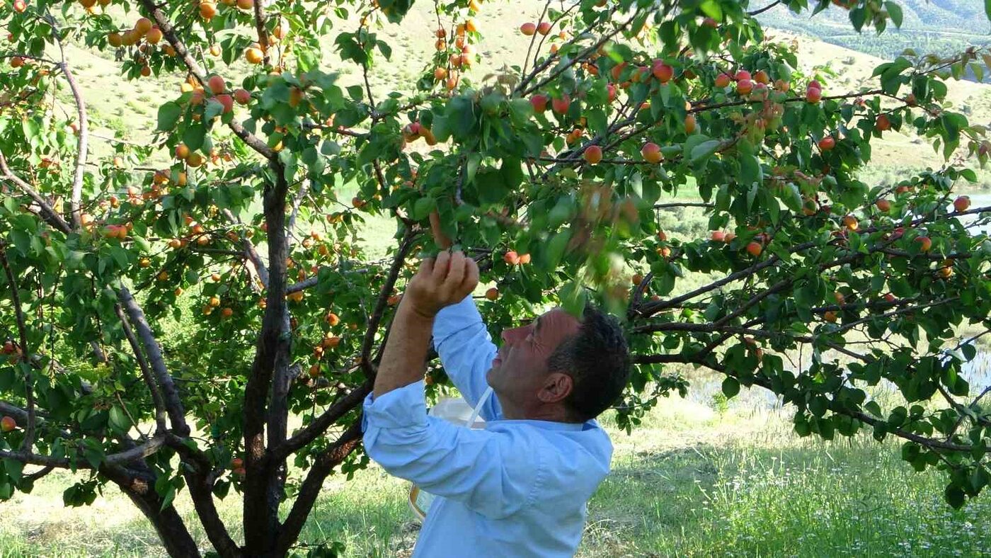 Dünyanın kayısı başkenti Malatya’da