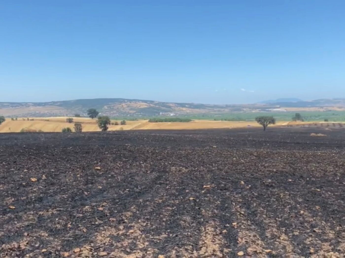 Gönen’de buğday ekili tarlada