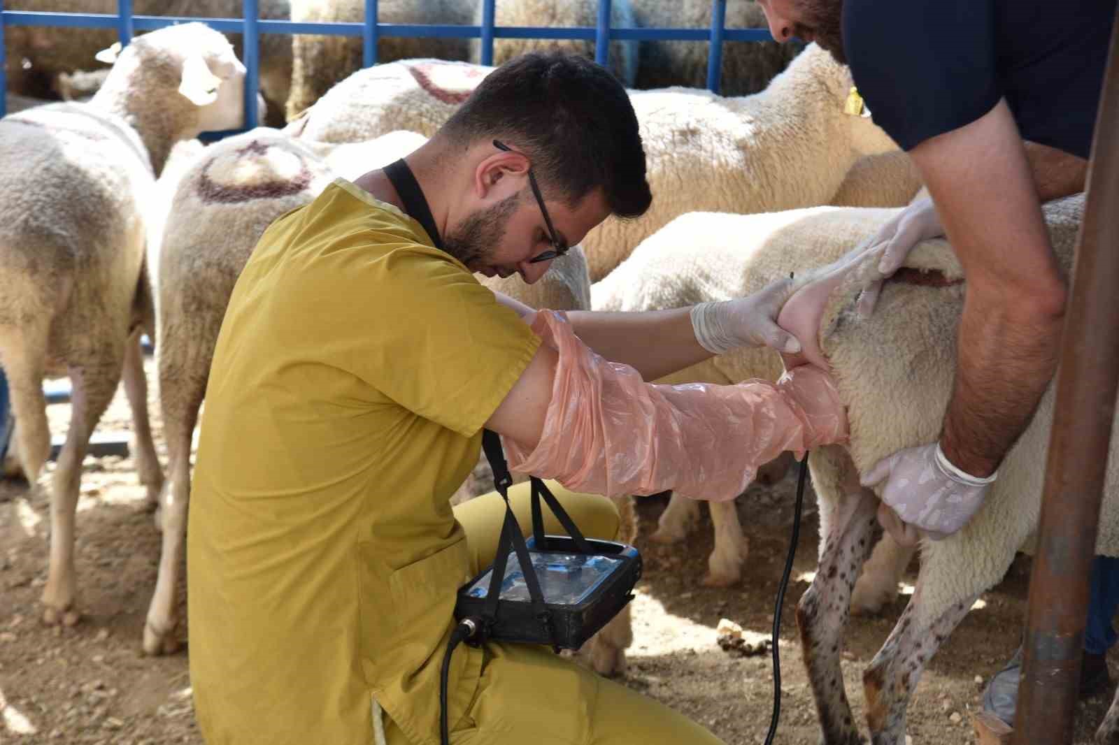 Bilecik Belediyesi Veteriner İşleri