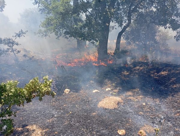 Balıkesir’in Savaştepe ilçesinde arazide