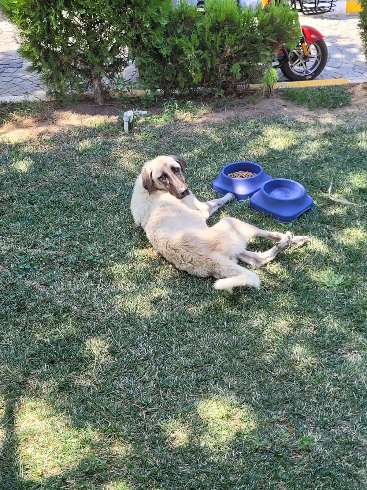 Marmara Adalar Belediyesi, barınaktan