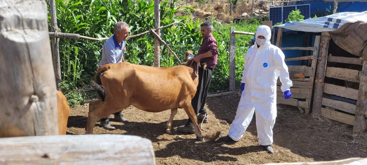 Adana’nın Feke ilçesinde şarbon