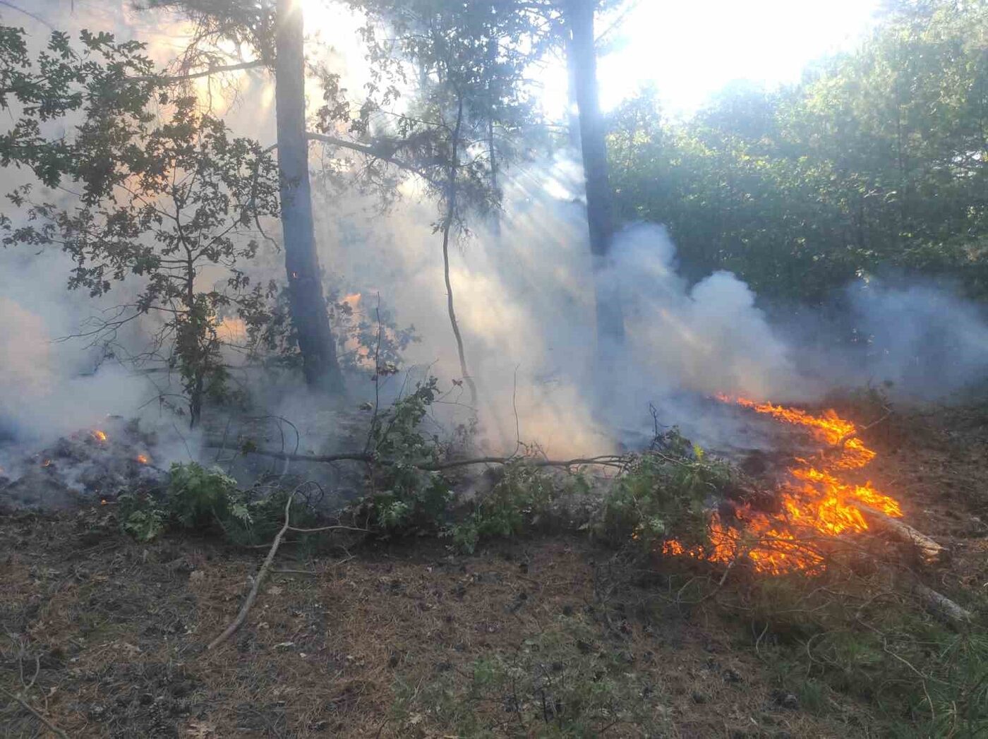Balıkesir’deki orman yangını kontrol altına alındı
