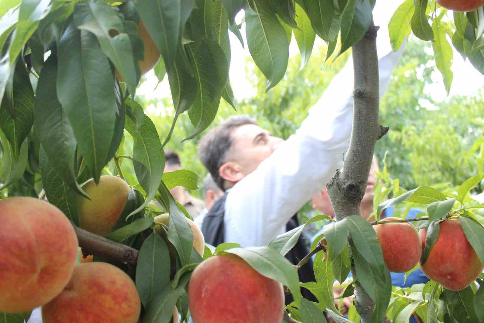 Bilecik’te hasat mesaisine başlayan şeftali üreticisinin yüzü gülüyor