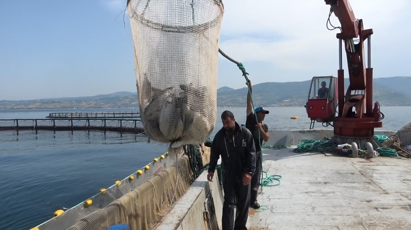 Samsun’dan yapılan hayvansal ürün