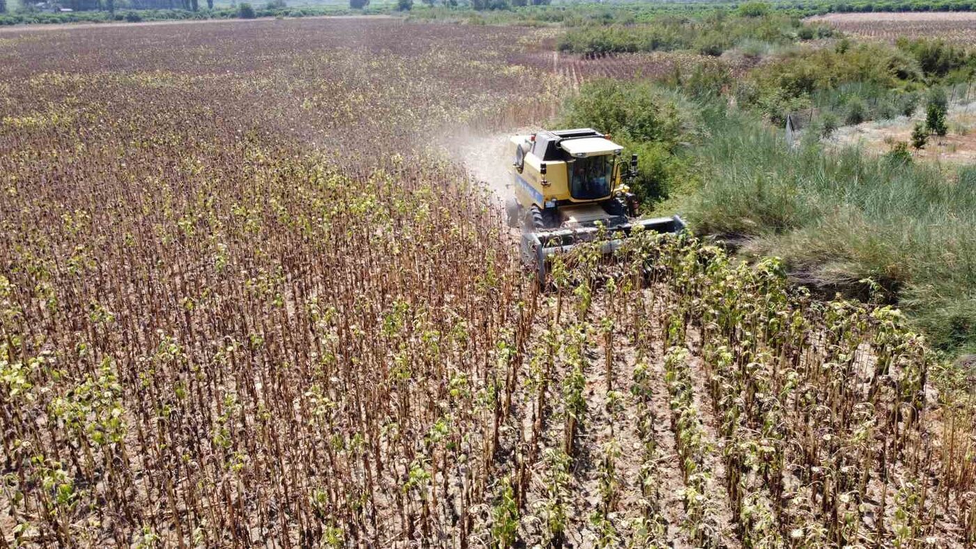 Kuraklık ayçiçeği rekoltesini yüzde 50’den fazla düşürdü