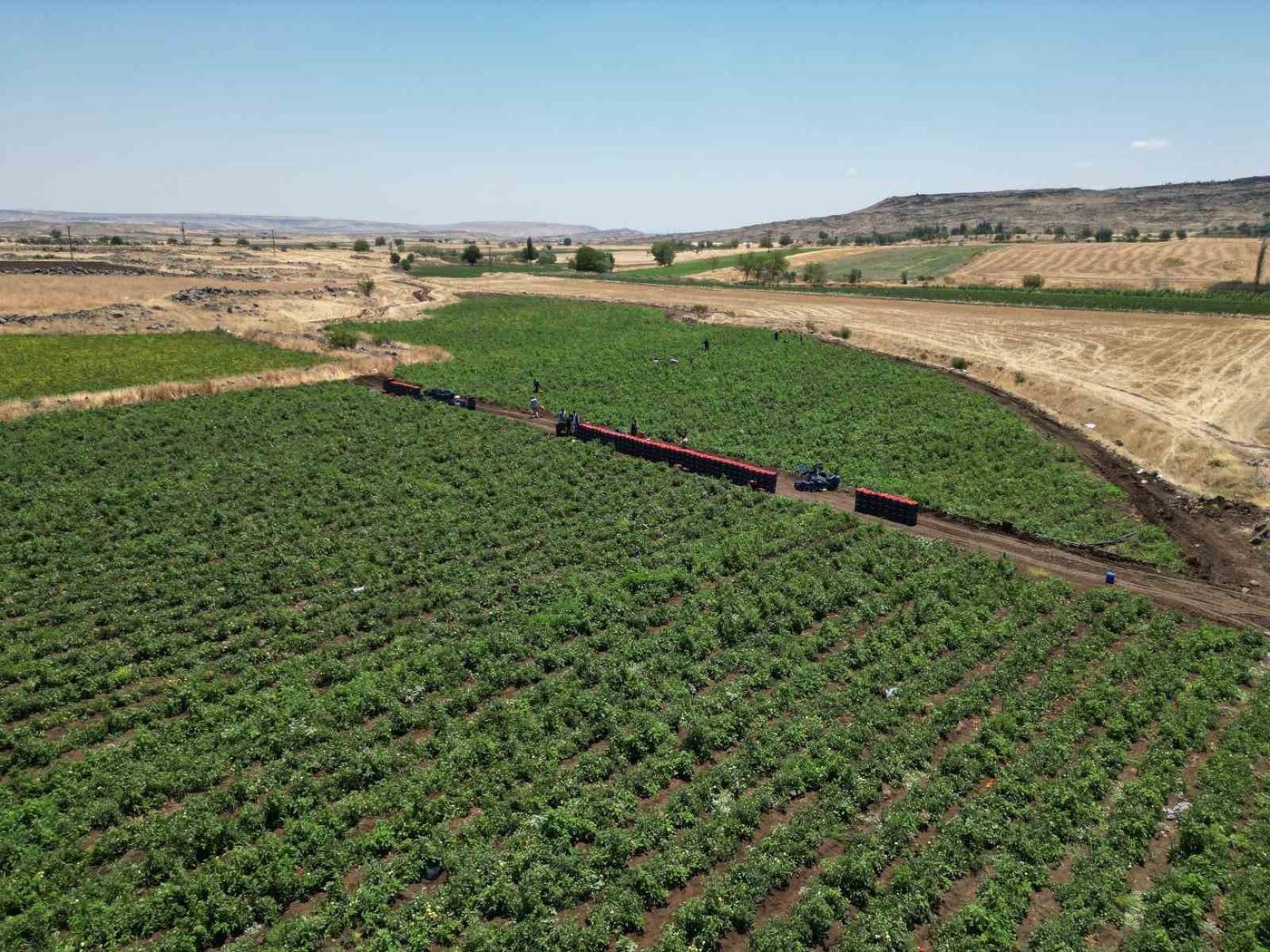 Kilis’te hasadına başlanan domates