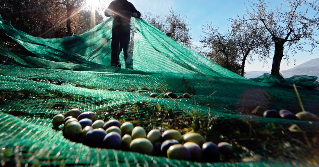 Balıkesir’in Marmara Adası’nda zeytin