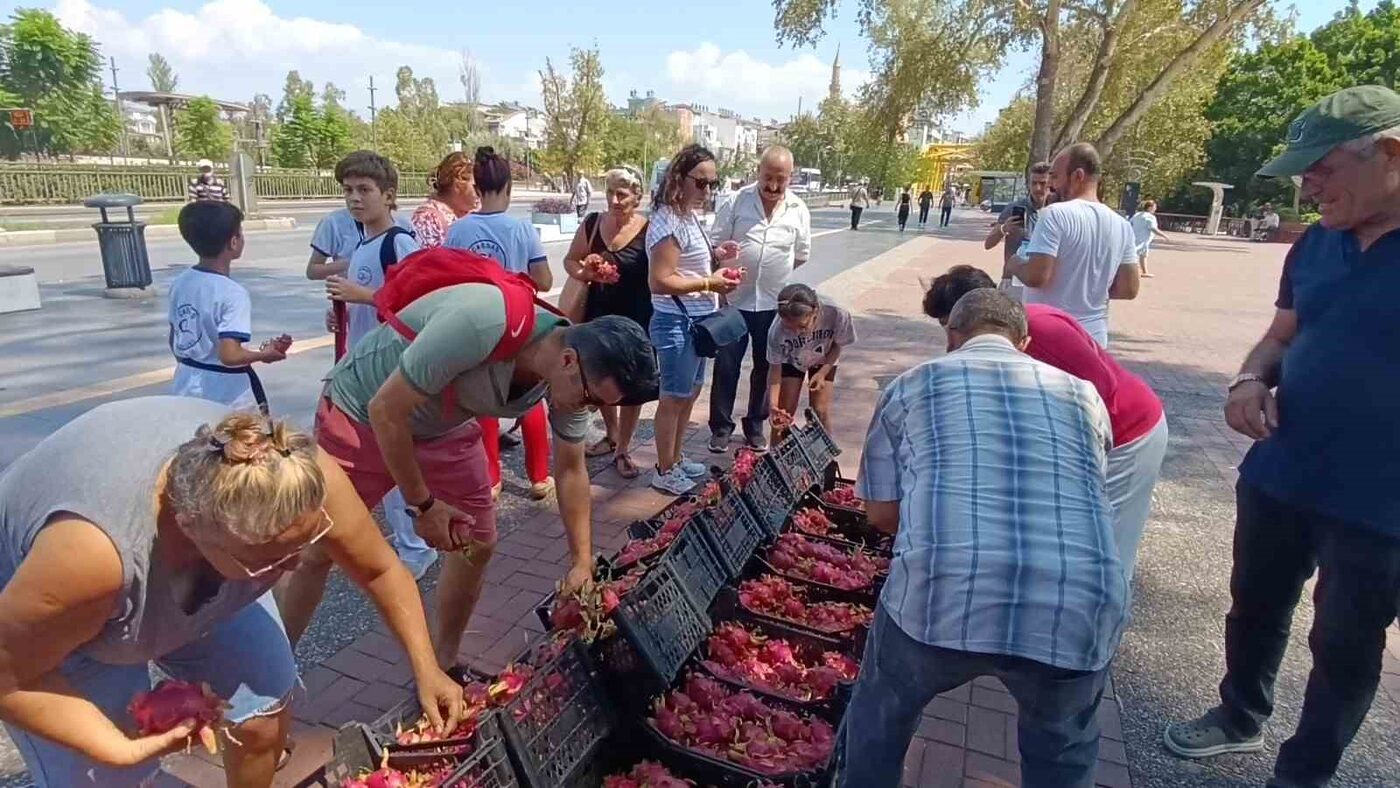 Aracılara kızan üretici 2 bin adet Ejder meyvesini bedava dağıttı