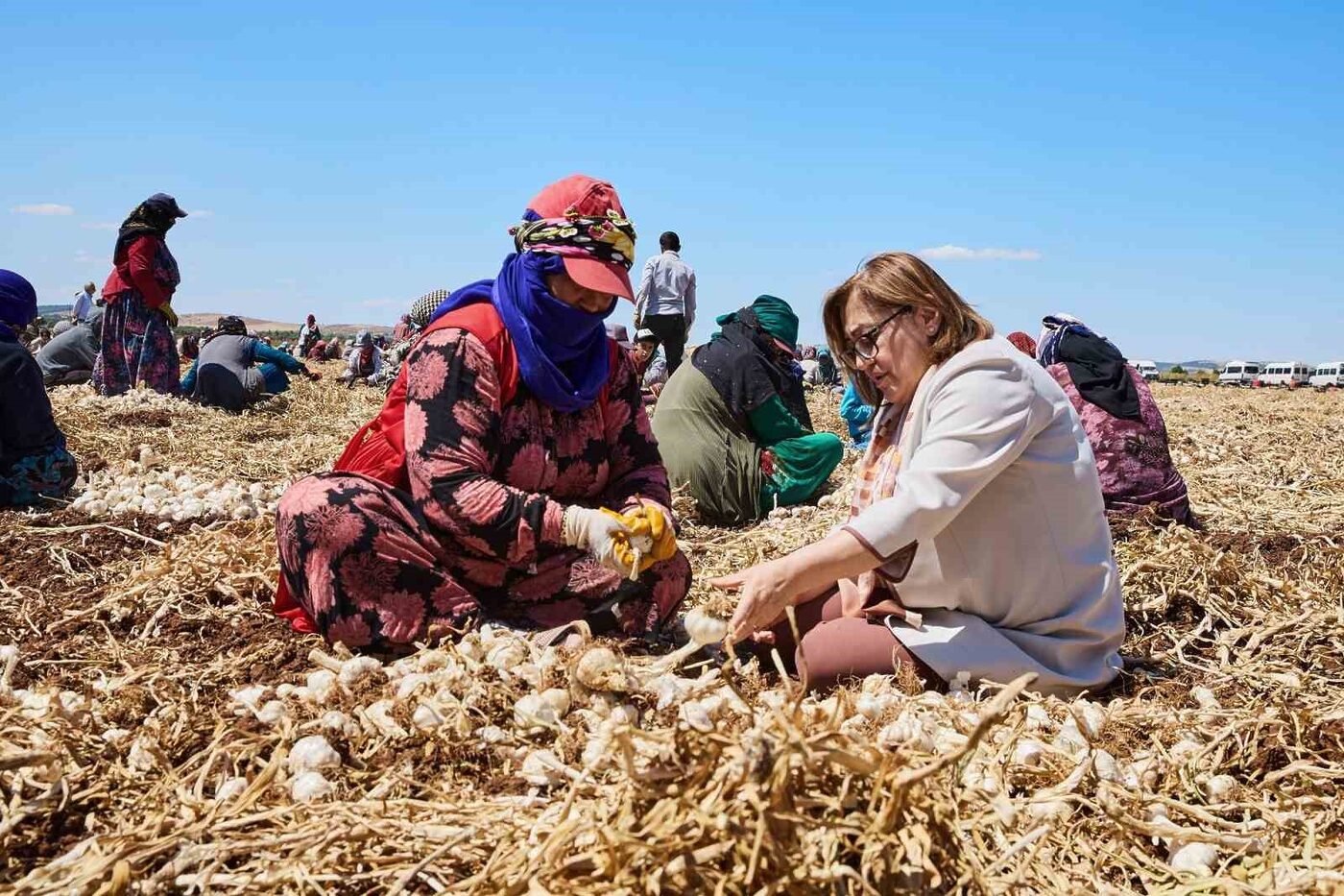 Gaziantep Büyükşehir Belediyesi, tarımsal