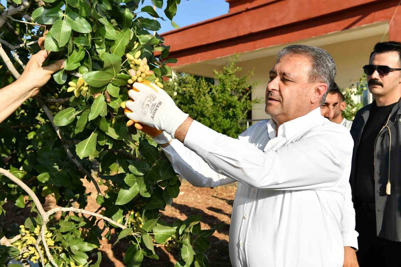 Fıstıkta 180 bin ton rekolte bekleniyor