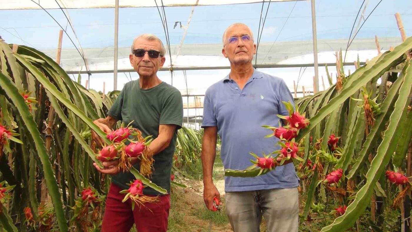 Mersin’in Silifke ilçesinde tropik