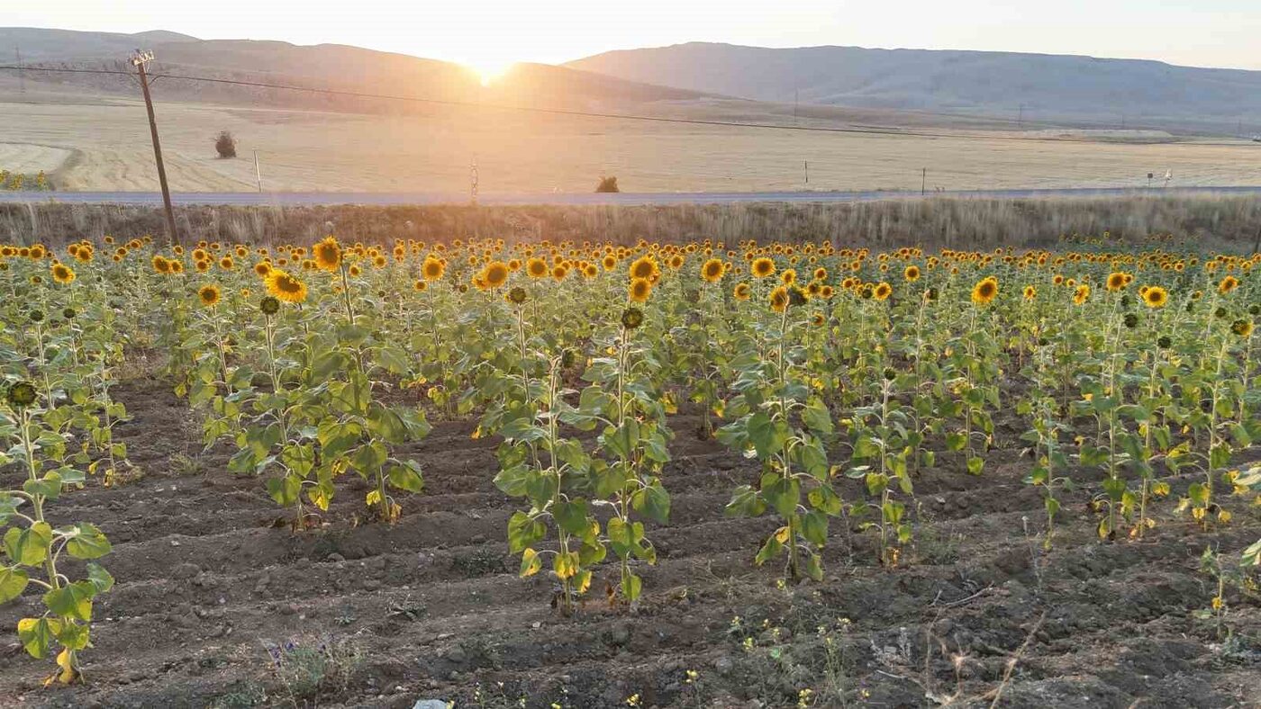 Sivas’ta 2022 yılından itibaren