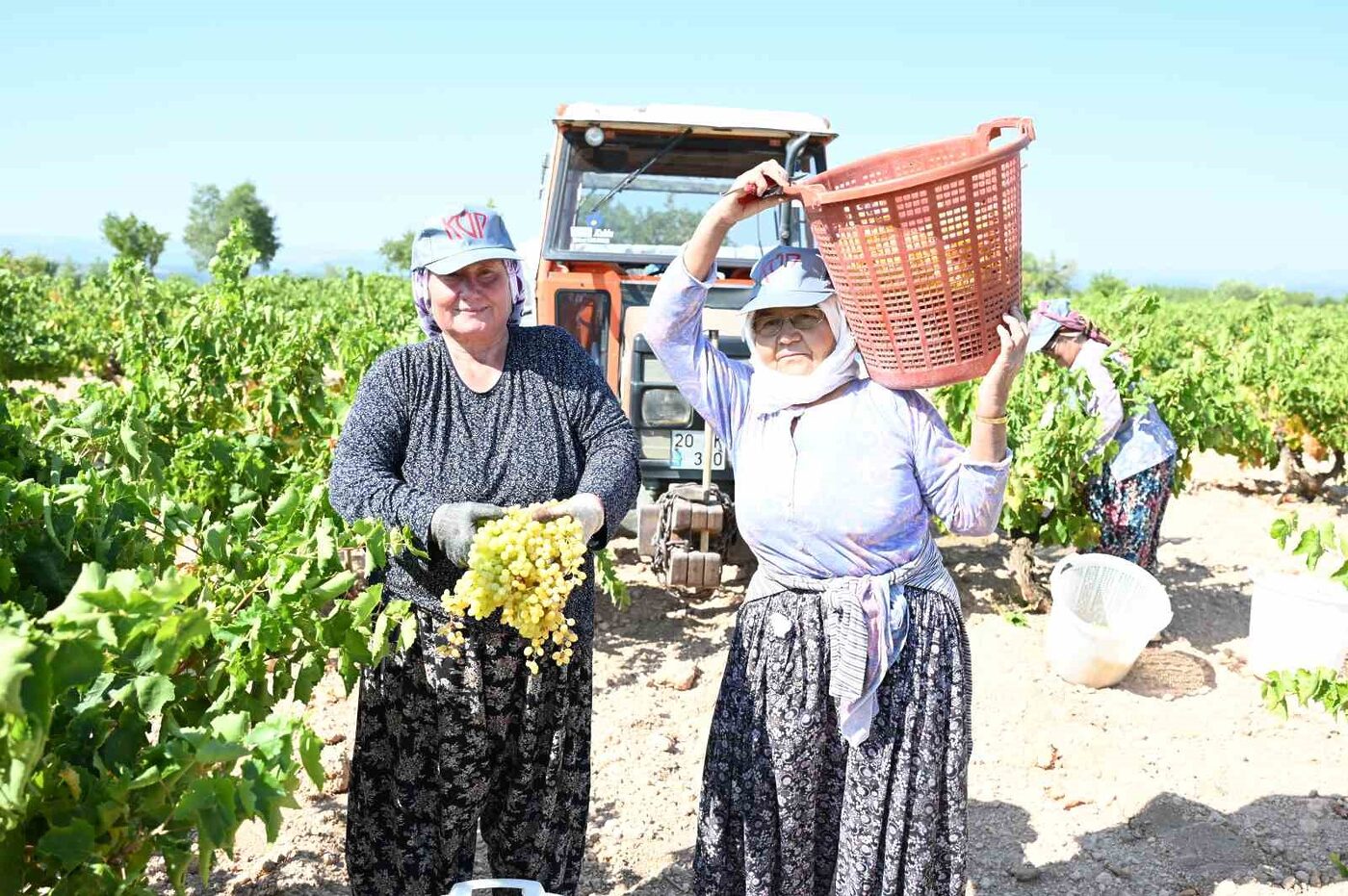 Susuz yetişen meşhur Bekilli üzümünde hasat zamanı