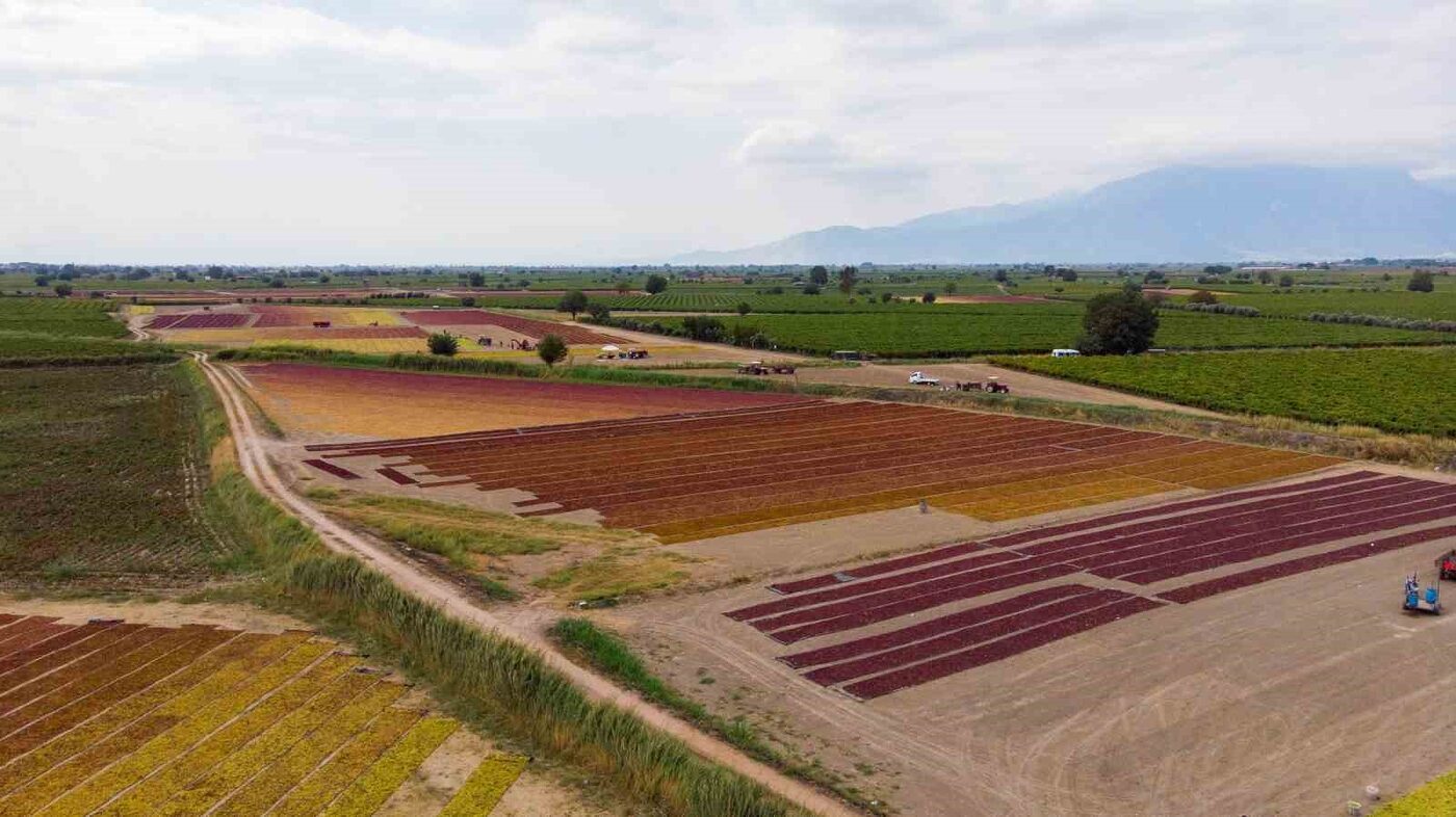 TARİŞ üzüm fiyatlarını açıkladı