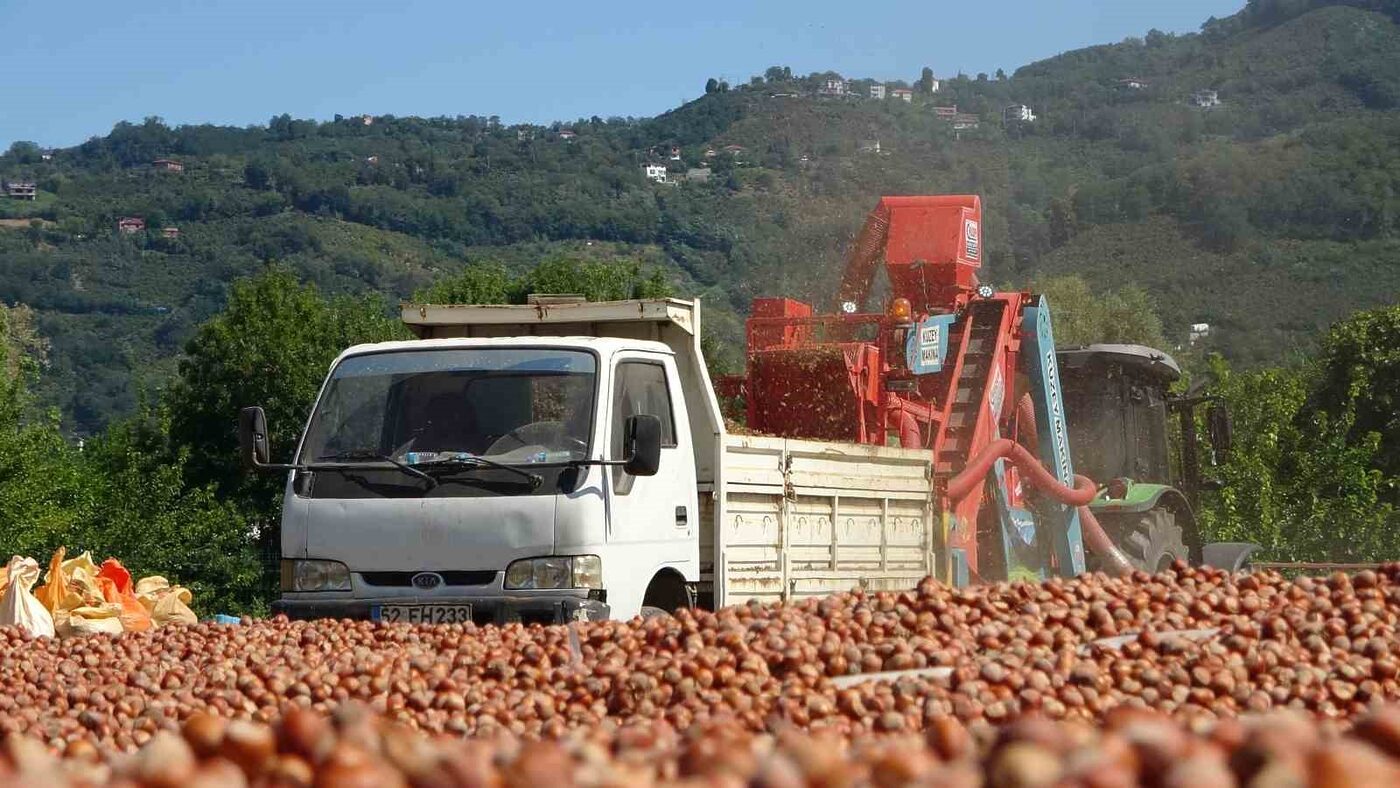 Ordu’da hasat edilen fındıkta