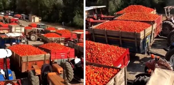 Sındırgı'da ürettikleri domatesleri satamadıklarını