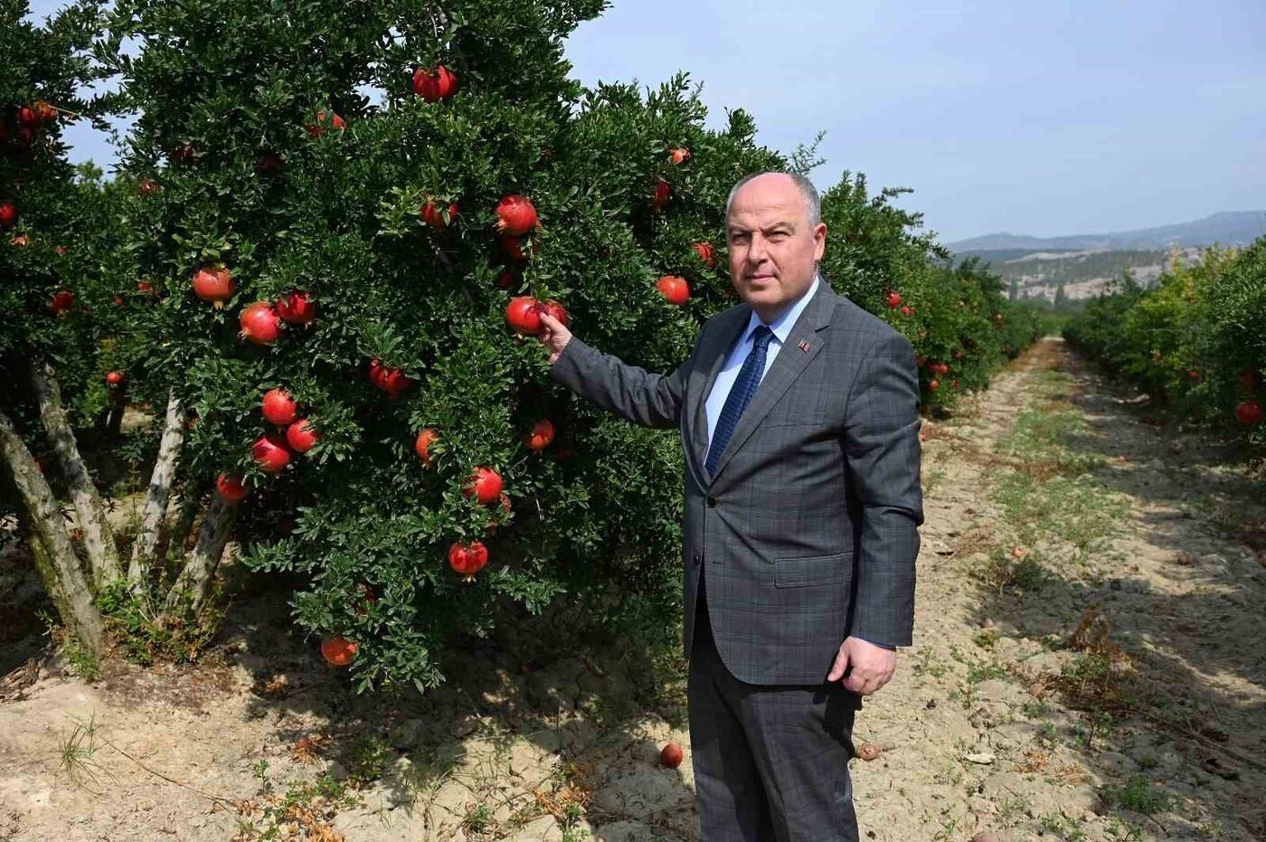 Türkiye nar üretiminde 5’inci