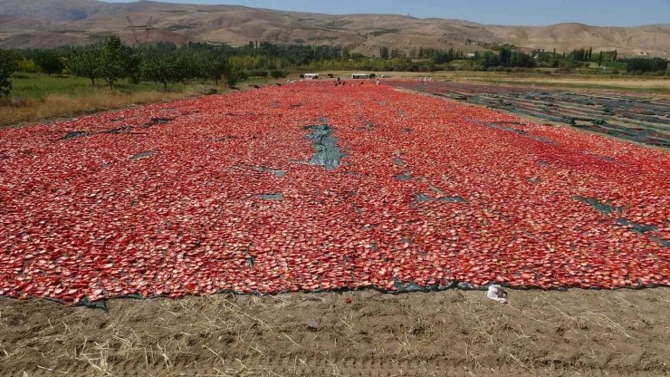 Malatya’nın Kuluncak ilçesinde hasadı