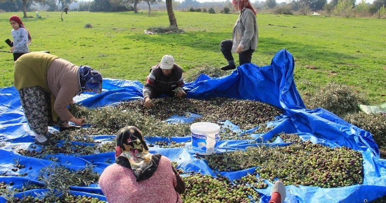 1 milyon zeytin ağacı