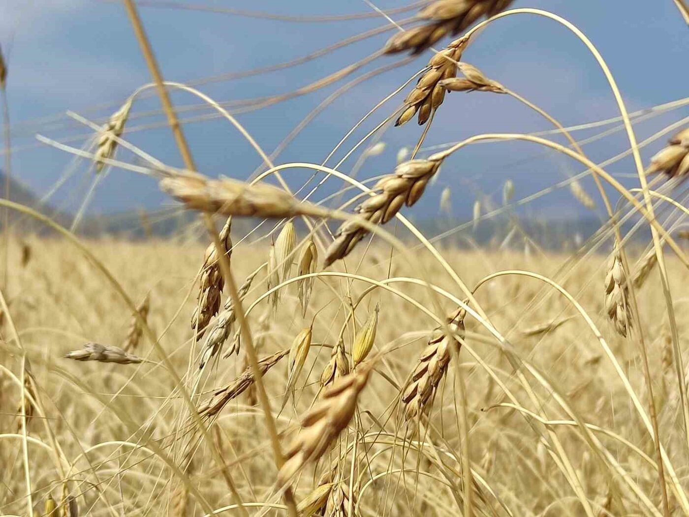 Genetiği bozulmamış 13 bin yıllık kavılca buğdayında hasat dönemi