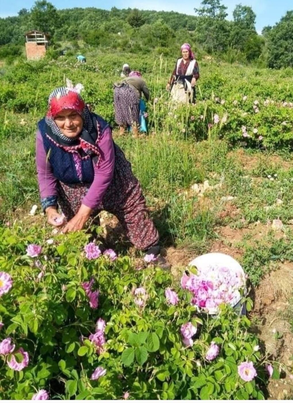 Isparta’da gül çiçeğinin taban