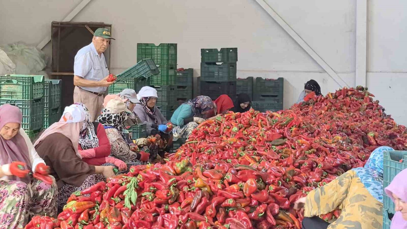 İnegöl’ün Kulaca Tarımsal Kalkınma