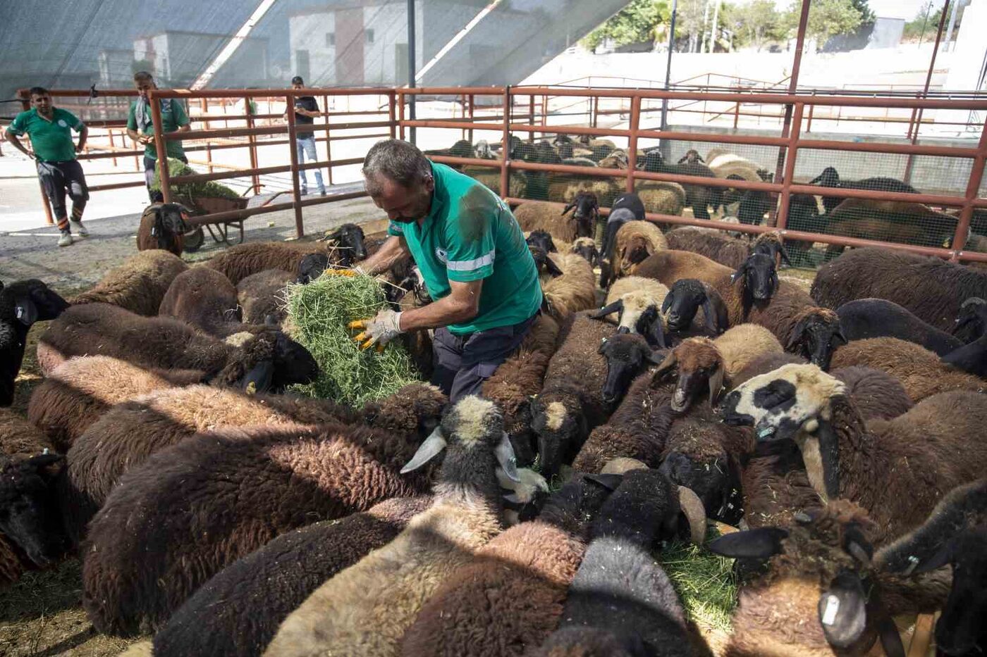 Mersin’de üreticiler, küçükbaş hayvan desteği ile işletme sahibi oluyor