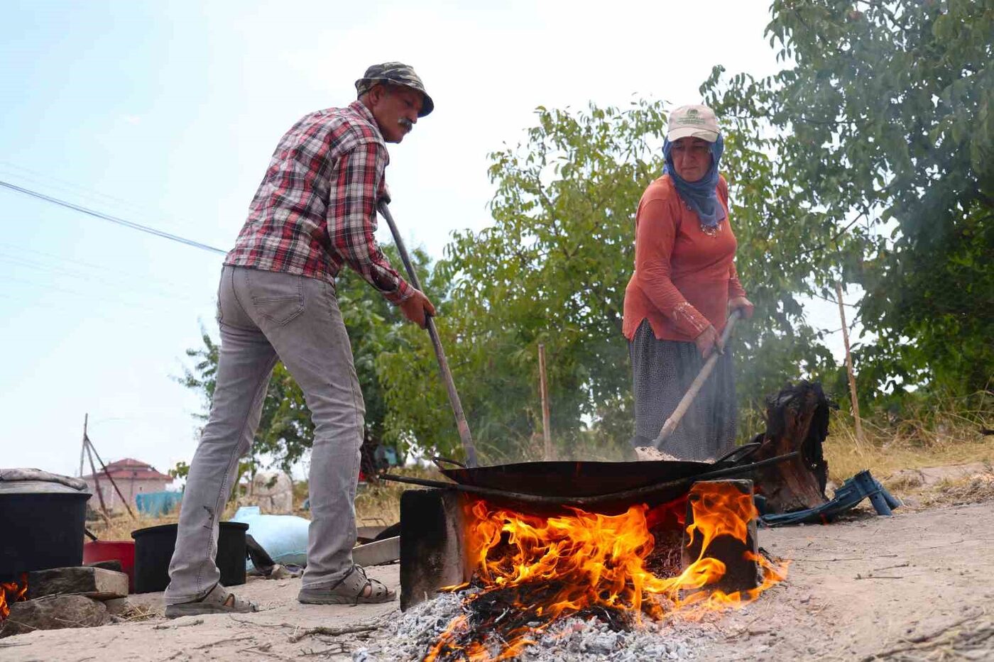 Elazığ’ın Ağın ilçesinde nohudun