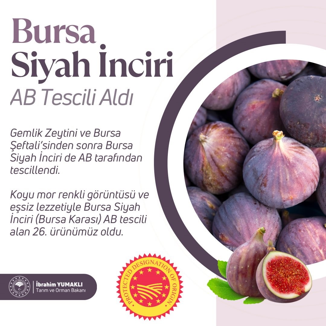 TARIM VE ORMAN BAKANI BURSA’NIN SİYAH İNCİRİNİN AB TARAFINDAN TESCİLLENDİĞİNİ AÇIKLADI