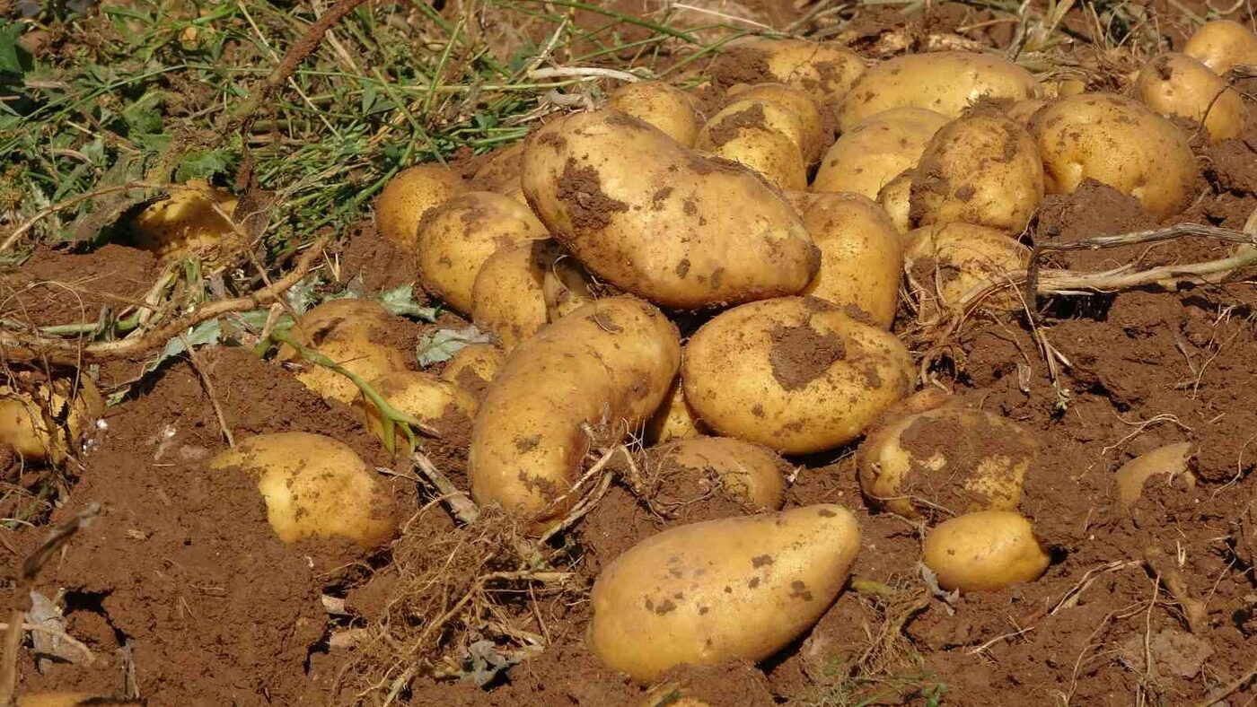 Verim ve kaliteden memnun kalan patates üreticileri, tarla satış fiyatını düşük buldu