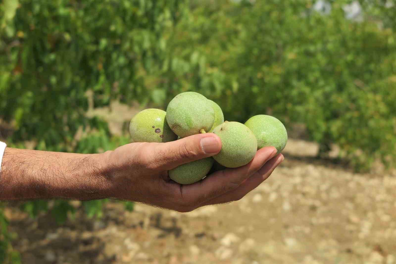 Aroması, dolgun yapısı, yağ