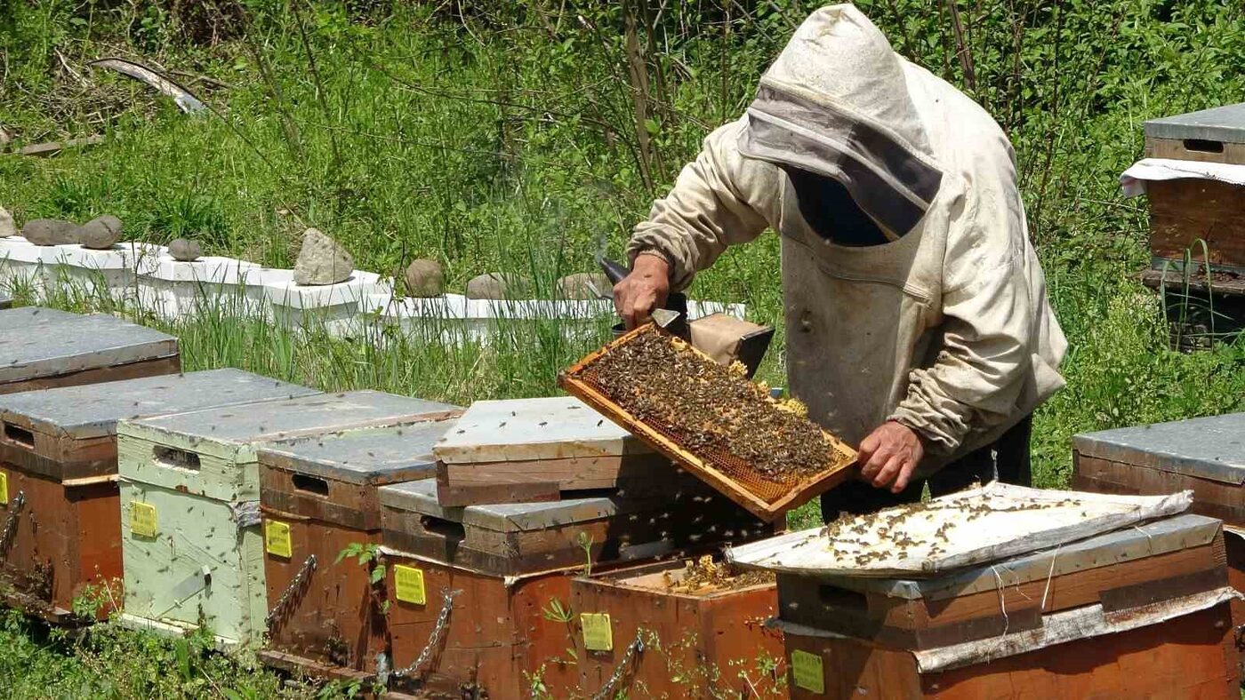 Ordu Arı Yetiştiricileri Birliği