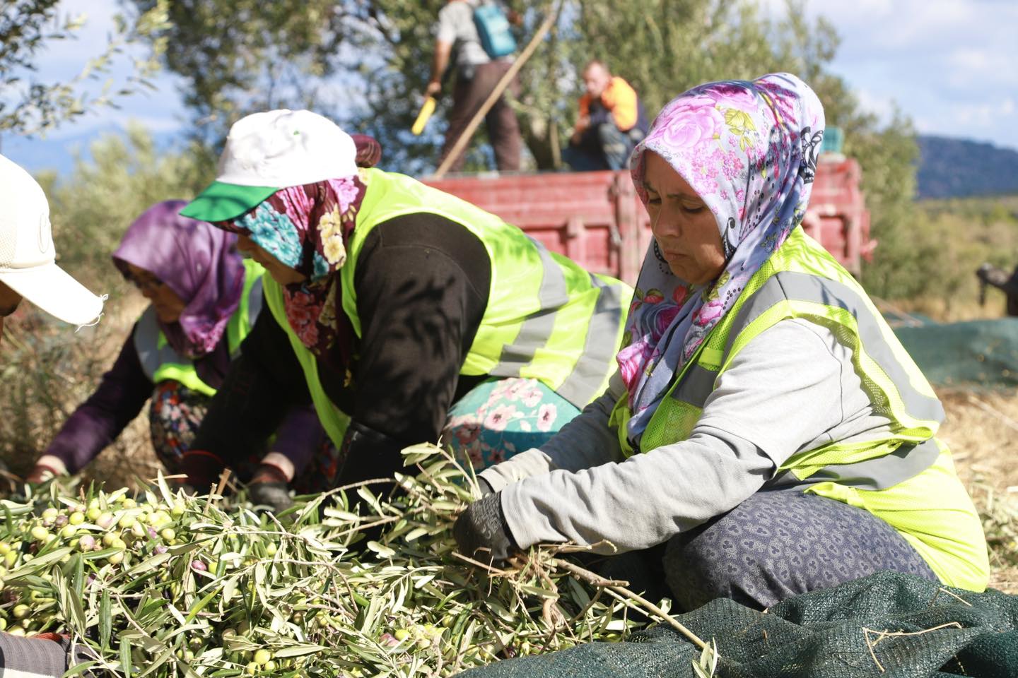 70.000'in üzerinde zeytin ağacı