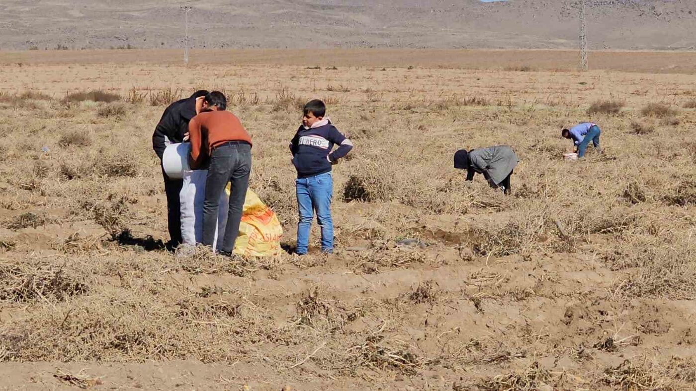 Bitlis’in Adilcevaz ilçesinde çiftçilik