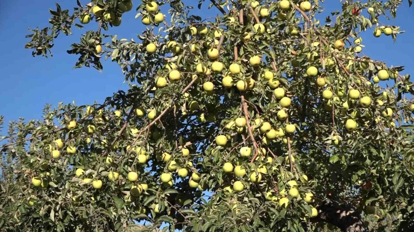 Erciş’te kışlık elma hasadı başladı