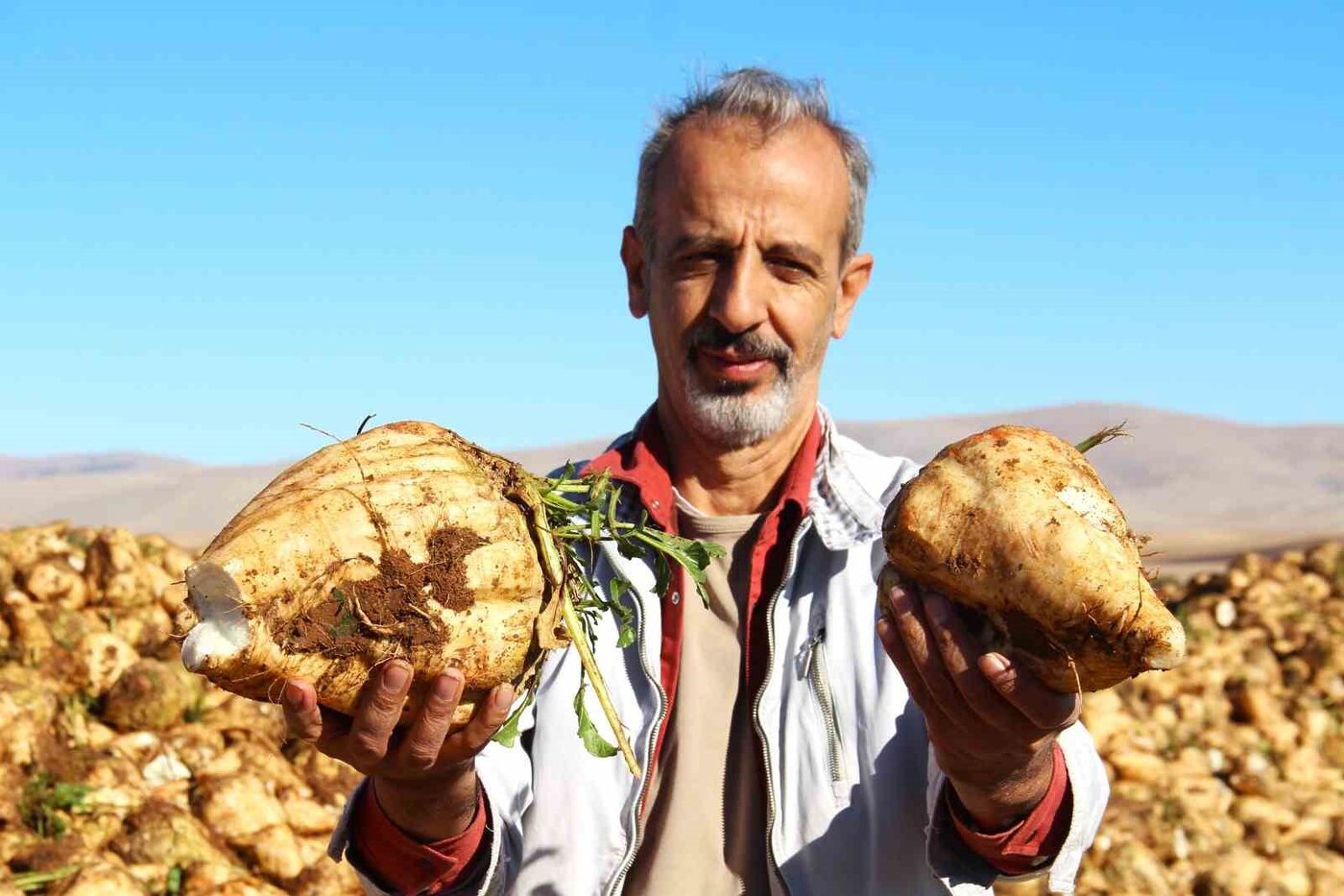 Kahramanmaraş’ta hasadı başlayan şeker