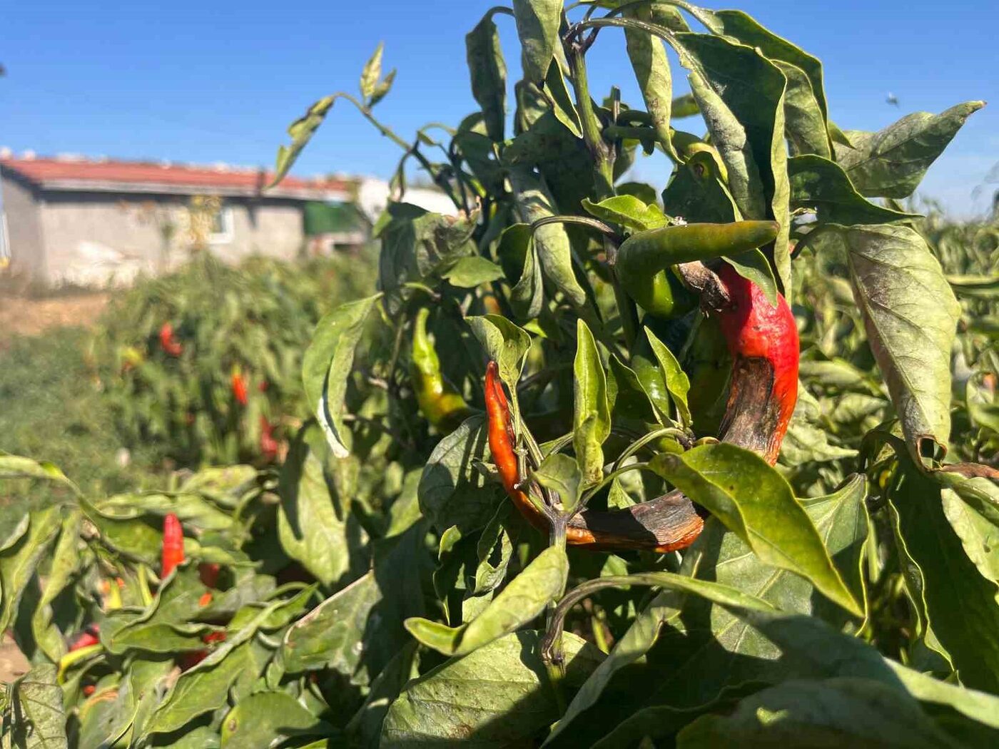 Eskişehir’de bazı çiftçiler plansız