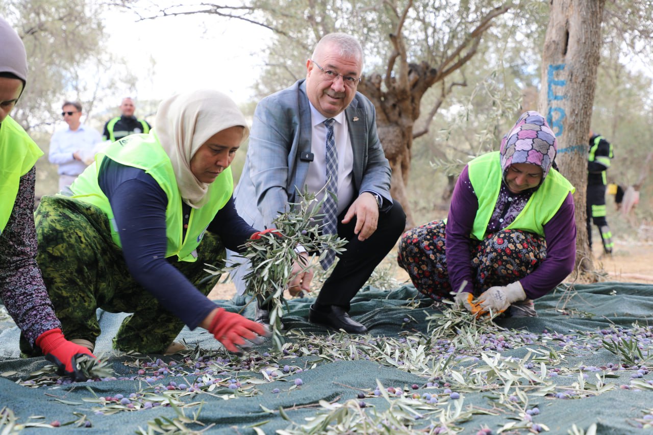 Türkiye’nin en önemli zeytin