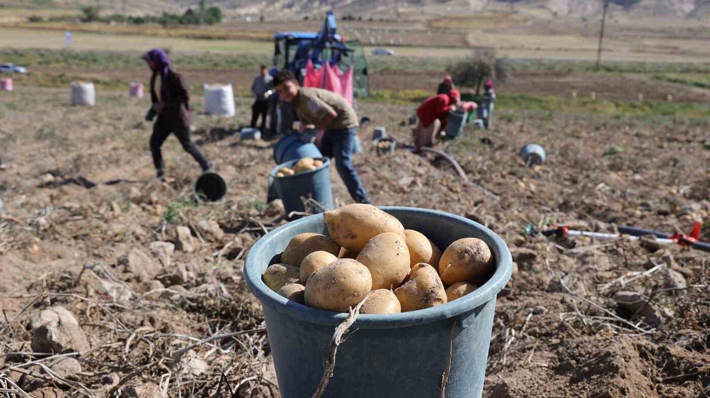 Patates üretimin de Türkiye’de