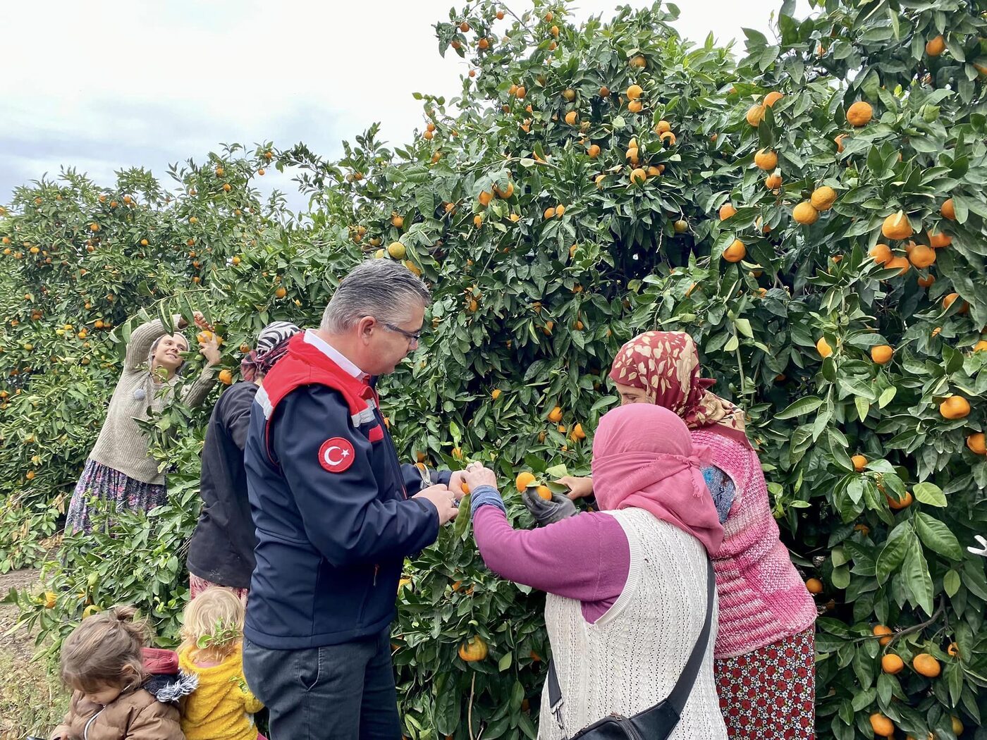 PROTOKOL HAVRAN MANDALİNASI HASAT ETTİ Havran’ın en önemli tarımsal ürünlerinden biri olan mandalina hasadı tüm