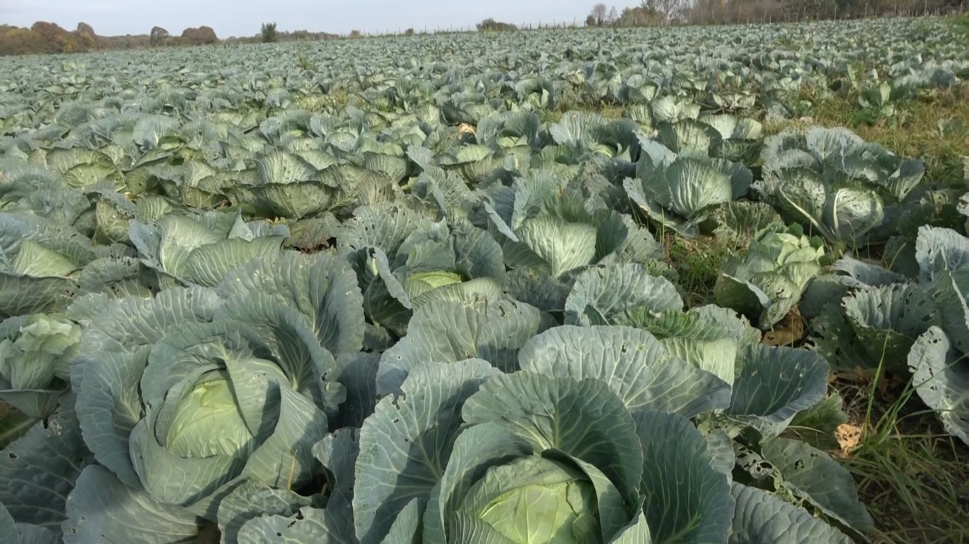 Samsun’un Bafra Ovası’nda mor