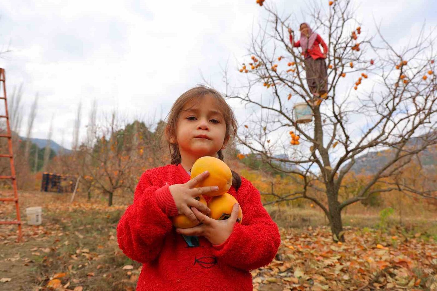 Kahramanmaraş’ta hurma hasadı devam