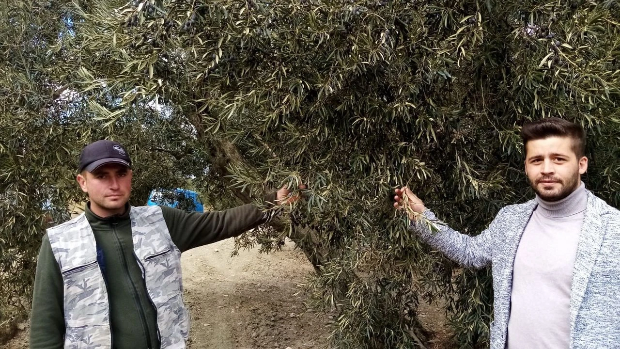 Türkiye'nin önemli zeytin üretim