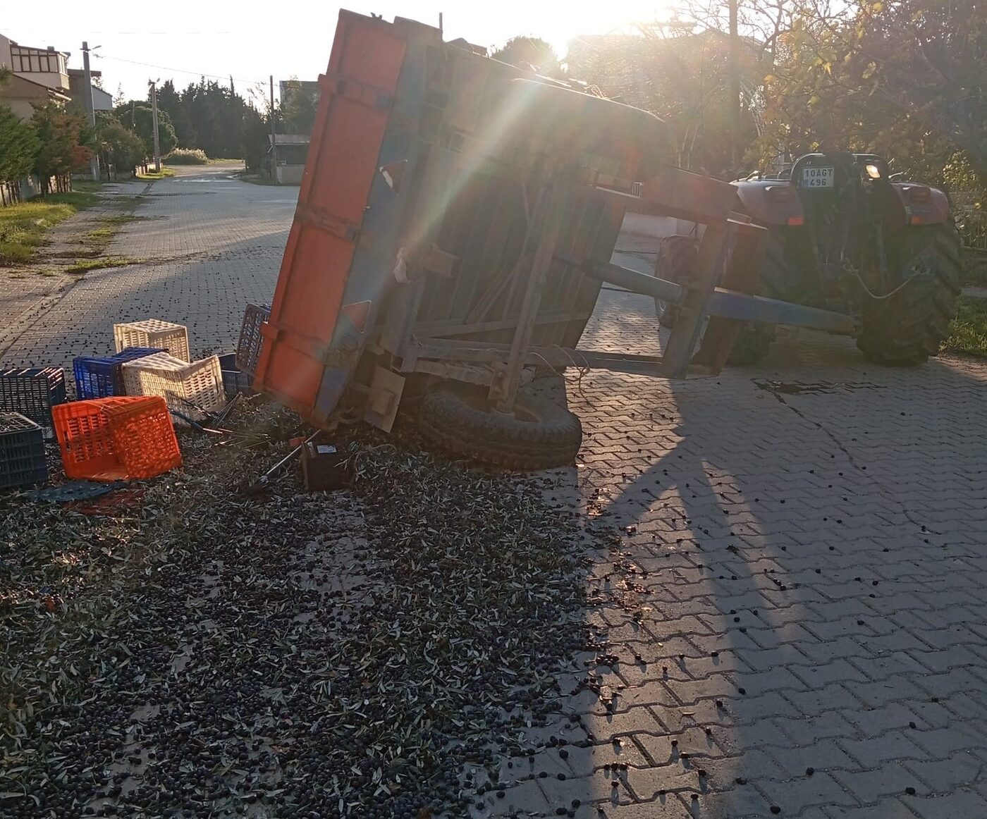 Balıkesir’in Erdek ilçesinde zeytin