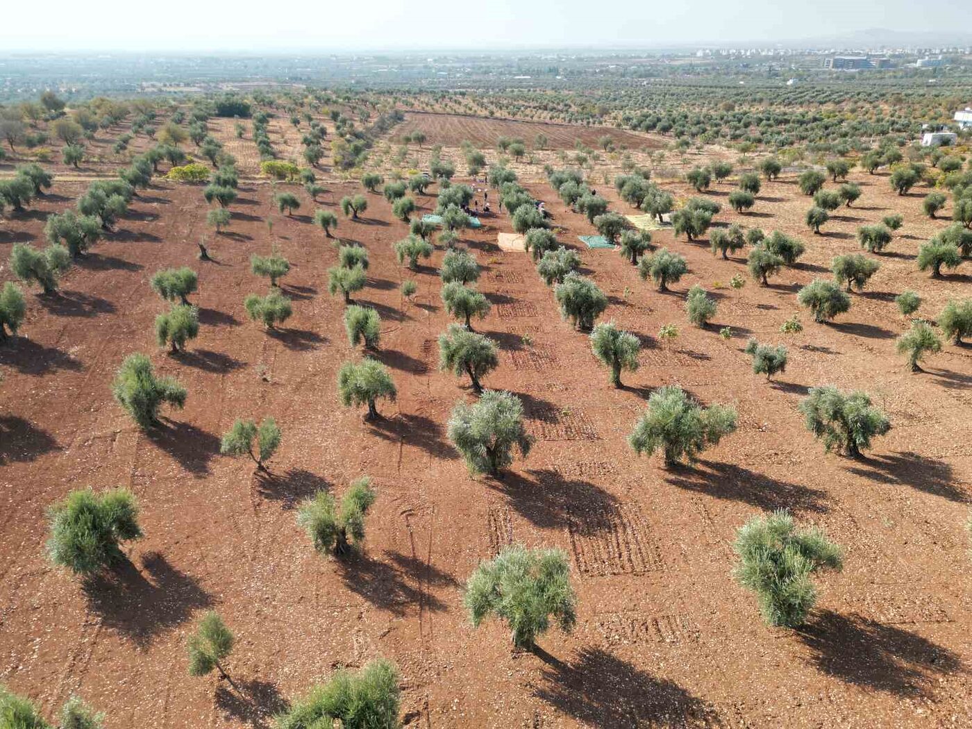 Kilis’te zeytin hasadı başladı