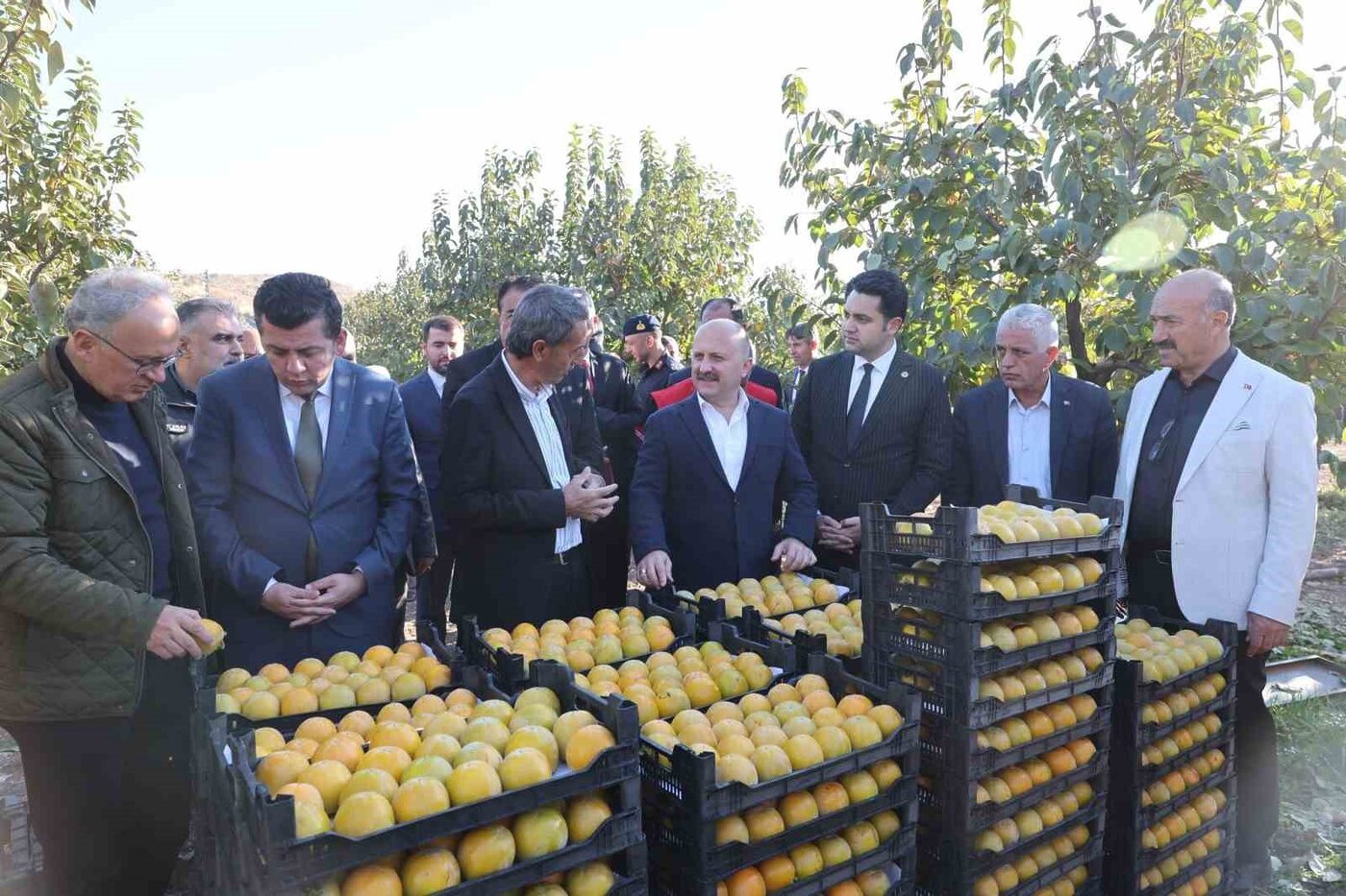 Türkiye’de Trabzon hurmasının üretiminde