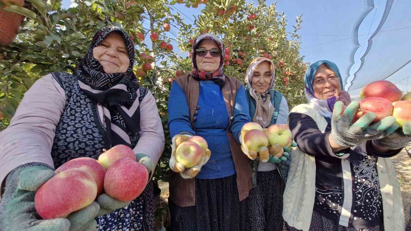 Türkiye’nin elma deposunda son hasat