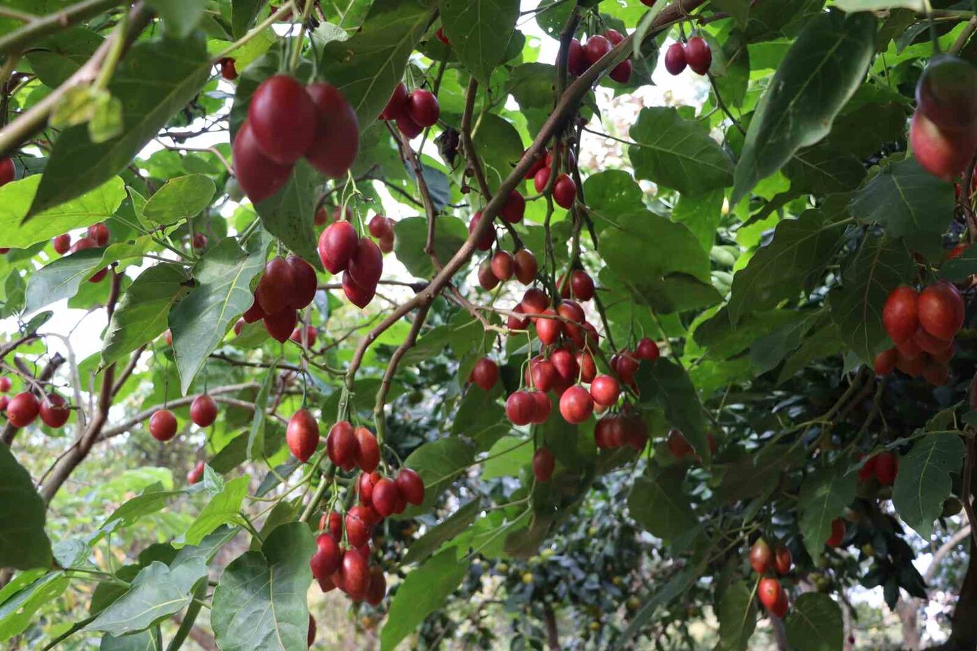 Anavatanı Güney Amerika olan tropikal meyve Tamarillo, Rize’de ‘Ağaç domatesi’